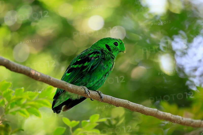 Emerald Broadbill (Calyptomena viridis), adult, male, perch, on tree, vigilant, Southeast Asia