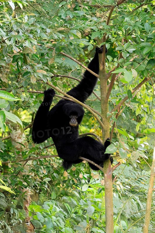 Siamang (Symphalangus syndactylus), adult, sitting on tree, alert, Southeast Asia
