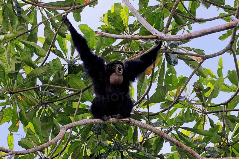 Siamang (Symphalangus syndactylus), adult, on tree, calling, Southeast Asia