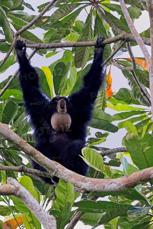 Siamang (Symphalangus syndactylus), adult, on tree, calling, Southeast Asia