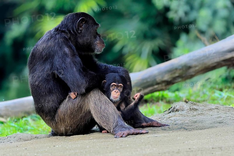 Chimpanzee (Pan troglodytes), adult, female, mother, baby, young animal, social behaviour