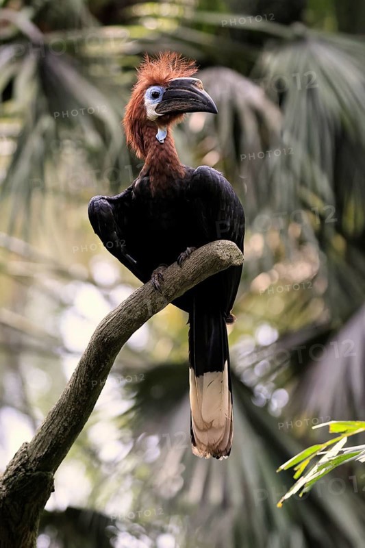 Black-helmeted Hornbill (Ceratogymna atrata), Club-tailed Hornbill, adult, female, perch, South America