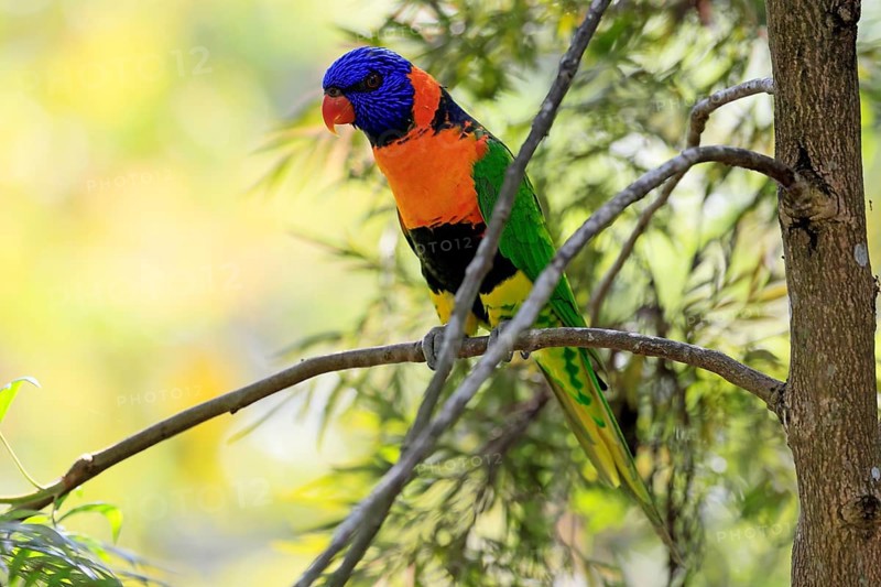 Red-naped Lorikeet (Trichoglossus rubritorquis), Darwin All-coloured Lorikeet, adult, on tree, alert, Australia