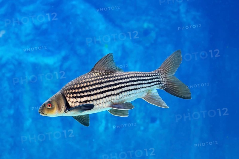 Giant barb (Catlocarpio siamensis), Siamese giant carp, adult, swimming, Southeast Asia