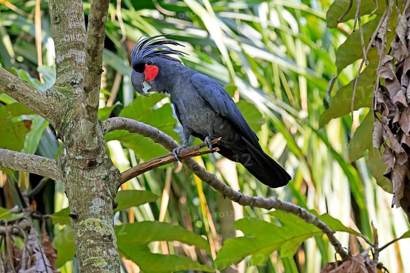 Palm Cockatoo (Probosciger aterrimus), Arabian Cockatoo, adult, on tree, perch, calling, Australia