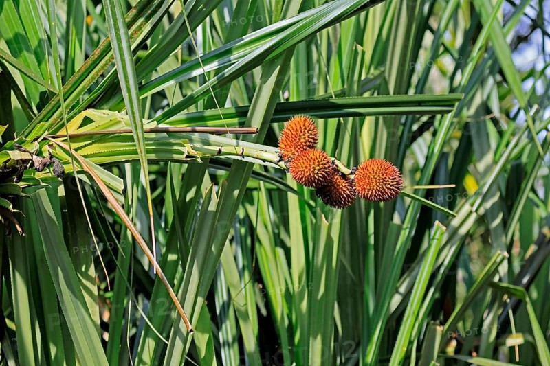 Pandanus affines, genus screw trees, fruits, useful plant, shrub, Singapore, Southeast Asia