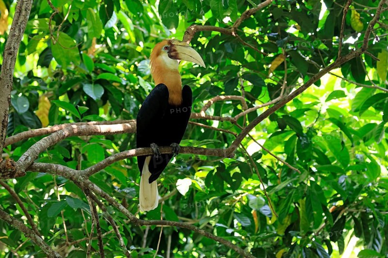 Papuan Hornbill (Rhyticeros plicatus), adult, male, on tree, alert, Southeast Asia