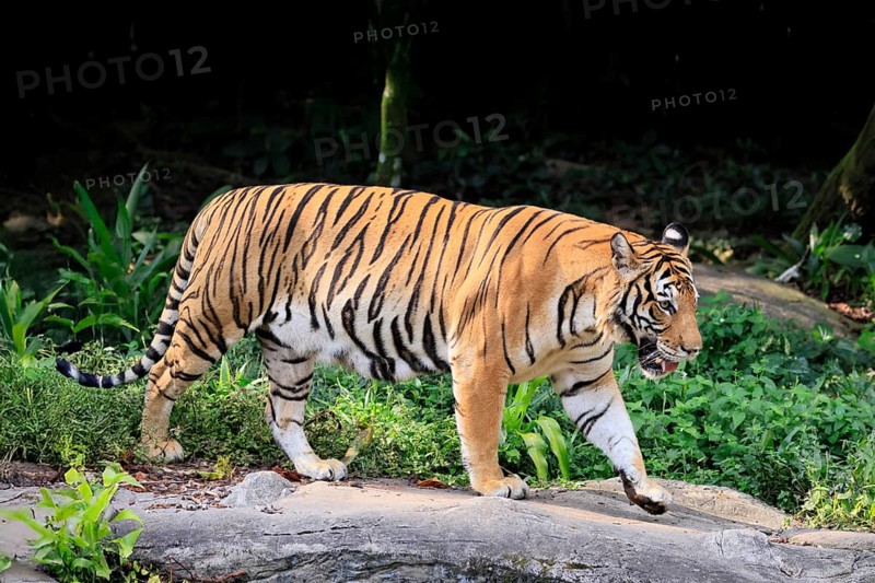 Malaysia tiger (Panthera tigris jacksoni), adult, running, stalking, vigilant, Malaysia, Southeast Asia