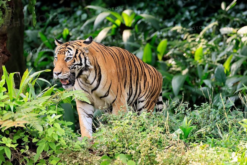 Malaysia tiger (Panthera tigris jacksoni), adult, running, stalking, vigilant, Malaysia, Southeast Asia