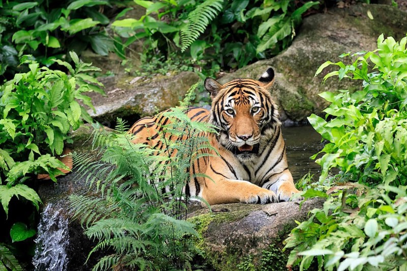 Malaysia tiger (Panthera tigris jacksoni), adult, portrait, sitting, alert, Malaysia, Southeast Asia