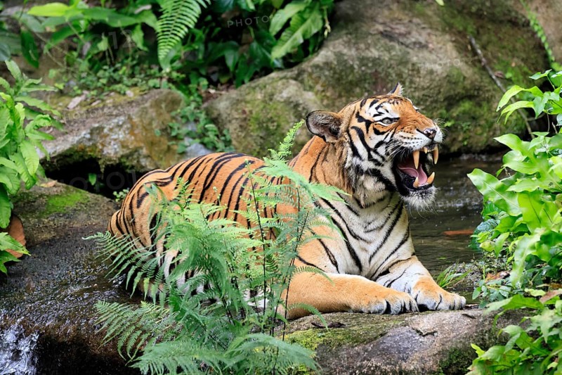 Malaysia tiger (Panthera tigris jacksoni), adult, portrait, sitting, yawning, Malaysia, Southeast Asia