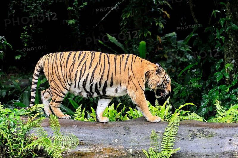 Malaysia tiger (Panthera tigris jacksoni), adult, running, stalking, vigilant, Malaysia, Southeast Asia
