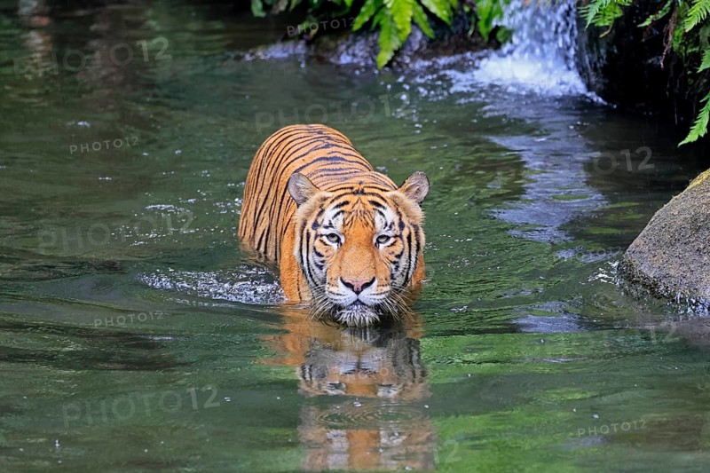Malaysia tiger (Panthera tigris jacksoni), adult, in water, alert, Malaysia, Southeast Asia