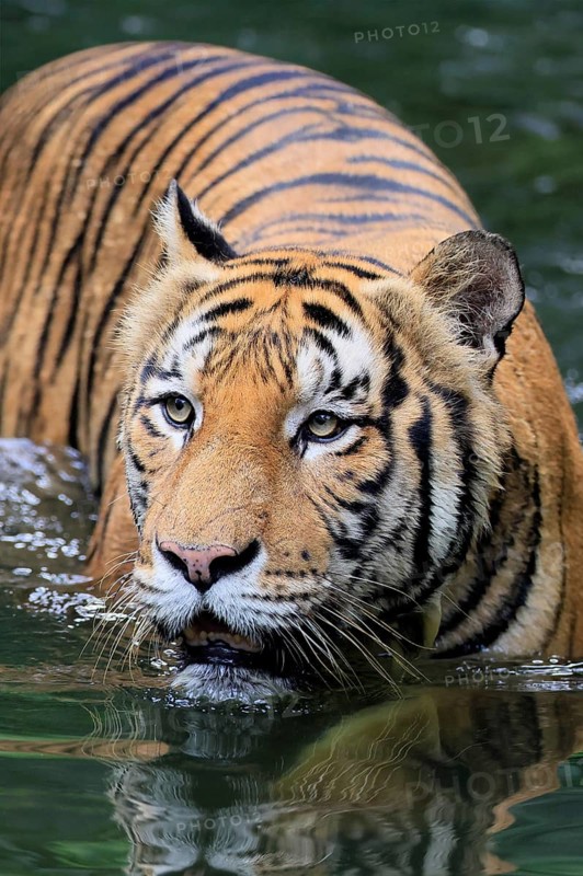 Malaysia tiger (Panthera tigris jacksoni), adult, in water, alert, Malaysia, Southeast Asia
