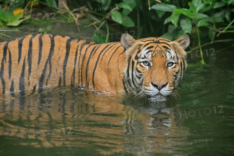 Malaysia tiger (Panthera tigris jacksoni), adult, in water, alert, Malaysia, Southeast Asia
