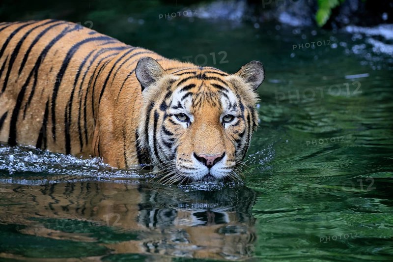 Malaysia tiger (Panthera tigris jacksoni), adult, in water, alert, Malaysia, Southeast Asia
