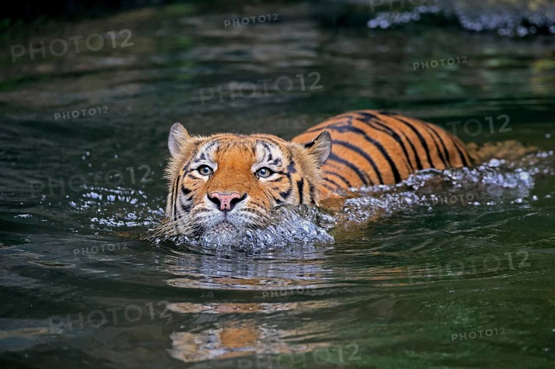 Malaysia tiger (Panthera tigris jacksoni), adult, in water, swimming, Malaysia, Southeast Asia