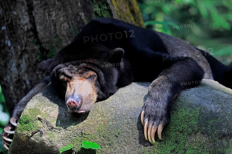 Malayan bear (Helarctos malayanus), adult, alert