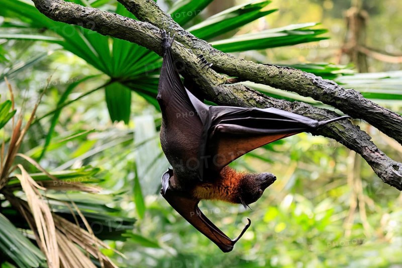 Kalong flying fox (Pteropus vampyrus), adult, climbing, in sleeping tree, during the day, Singapore, Southeast Asia