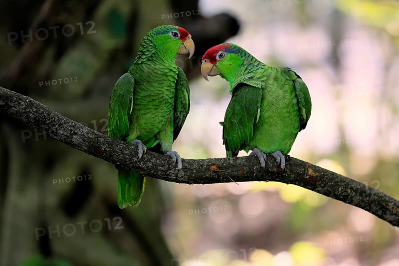 Green-cheeked Amazon (Amazona viridigenalis), adult, pair, on tree, social behaviour, Mexico, North America