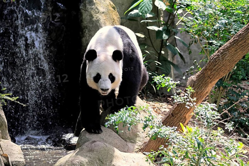 Giant Panda (Ailuropoda melanoleuca), adult, on the ground, alert, China