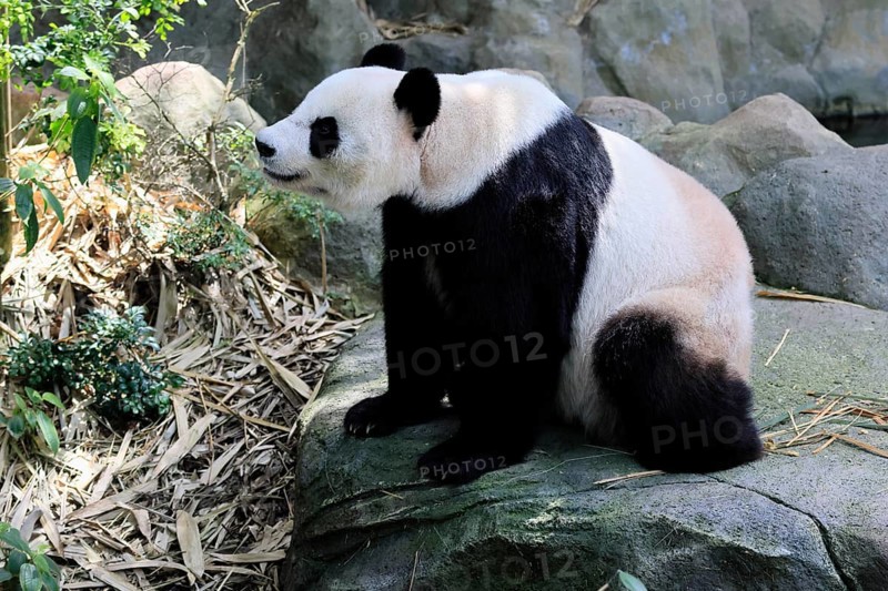 Giant Panda (Ailuropoda melanoleuca), adult, sitting, alert, on rocks, China