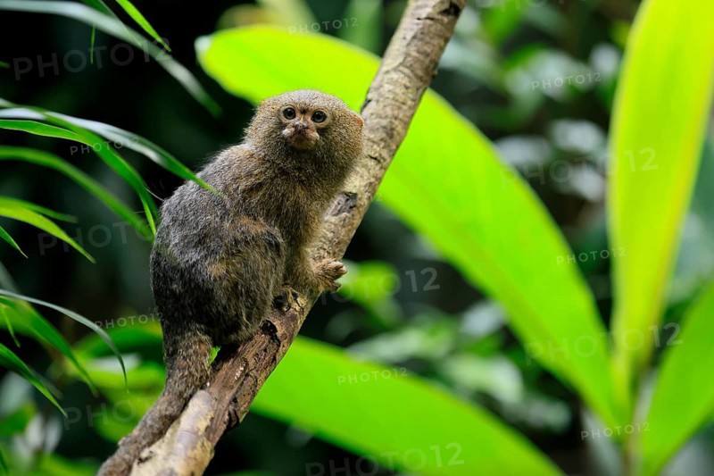 Yellow-bellied marmoset (Cebuella pygmaea), adult, on tree, alert, Amazonas, rainforest, South America