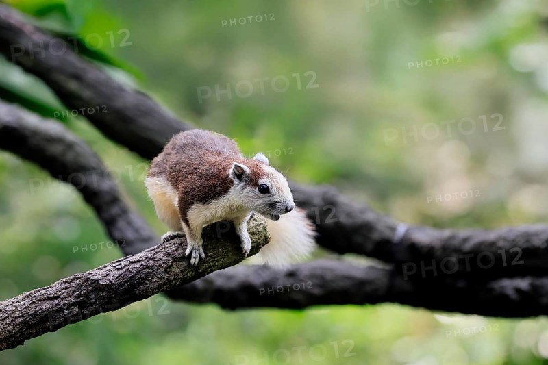 Finlayson's squirrel (Callosciurus finlaysonii), adult, on tree, foraging, Singapore, Southeast Asia
