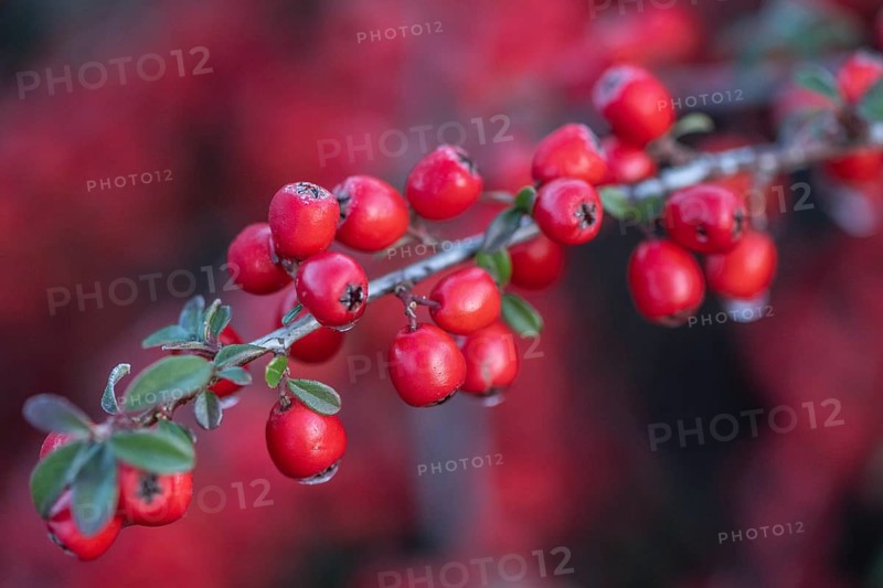 Fan-shaped cotoneaster (Cotoneaster horizontalis), Emsland, Lower Saxony, Germany