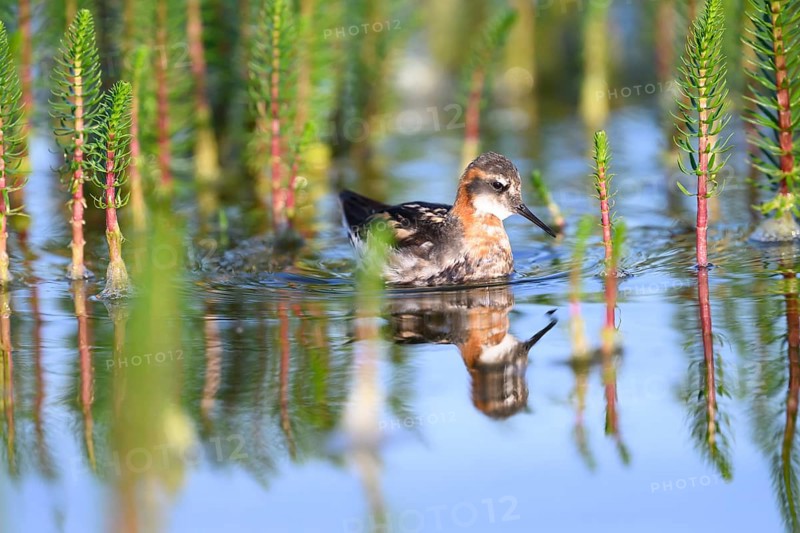An Odin's chicken (Phalaropus lobatus) swimming among green plants in the water, in a quiet natural environment, Vadsø, Finnmark, Norway