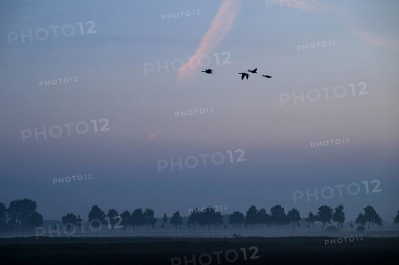 Hazy landscape with trees and birds at orange sunset, Dümmer nature park Park, Bohmte, Lower Saxony, Germany