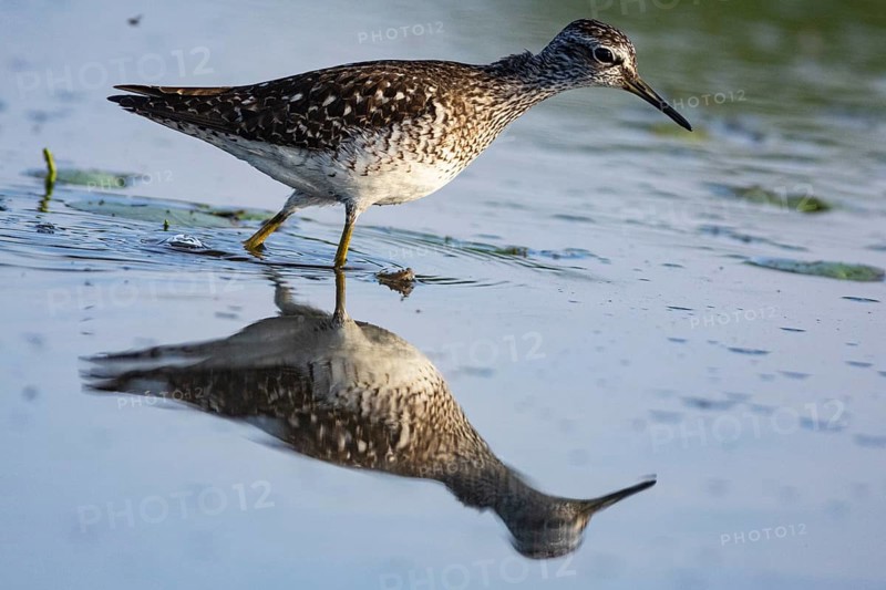 Spotted Redshank (Tringa erythropus) Hungary