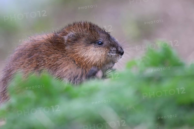 A muskrat (Ondatra zibethicus) in portrait looks attentively at its surroundings, surrounded by grass, Dümmerniederung nature park Park, Lower Saxony, Germany