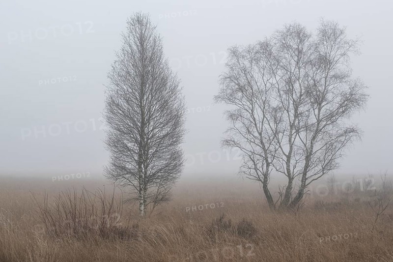 Birches (Betula pendula) in the fog in the moor, Emsland, Lower Saxony, Germany