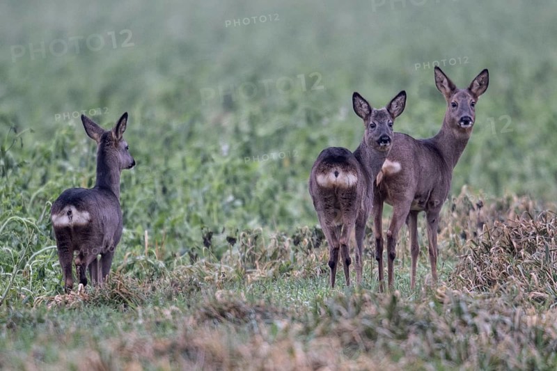 Roe deer (Capreolus capreolus), Emsland, Lower Saxony, Germany