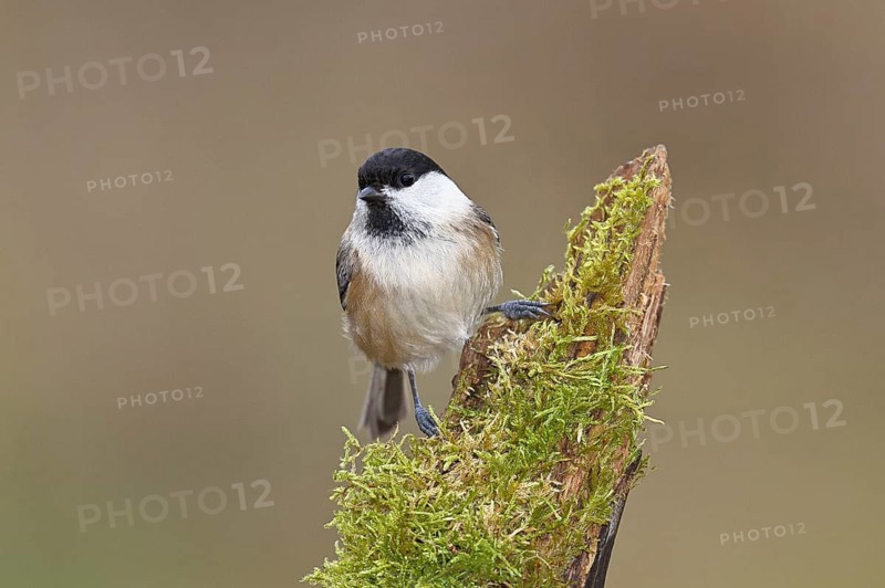 Willow Tit (Parus montanus), Willow Tit (Parus montanus) sitting on a branch overgrown with moss, Wildlife, Animals, Birds, Wilnsdorf, North Rhine-Westphalia, Germany