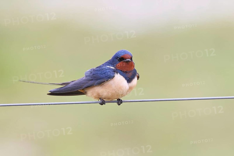 Barn Swallow (Hirundo rustica) sitting on a pasture fence, wildlife, animals, birds, swallows, migratory bird, Ochsenmoor, Dümmer See nature park Park, Hüde, Lower Saxony, Germany