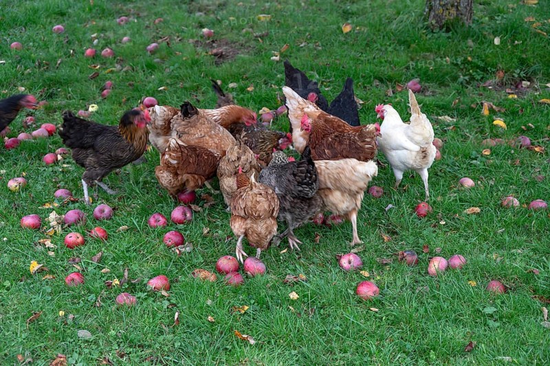 Chickens (Gallus gallus domesticus) in a meadow with fallen apples (Malus), Morschreuth, Upper Franconia, Bavaria, Germany