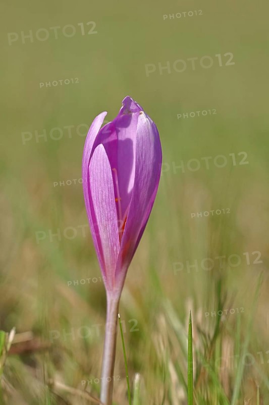 Autumn crocus (Colchicum autumnale), half-opened flowers in a meadow, endangered, protected poisonous plant species, native nature, wet meadow, autumn messenger, season, autumn, bulbous plant, poisonous plant, Wilnsdorf, North Rhine-Westphalia, Germany