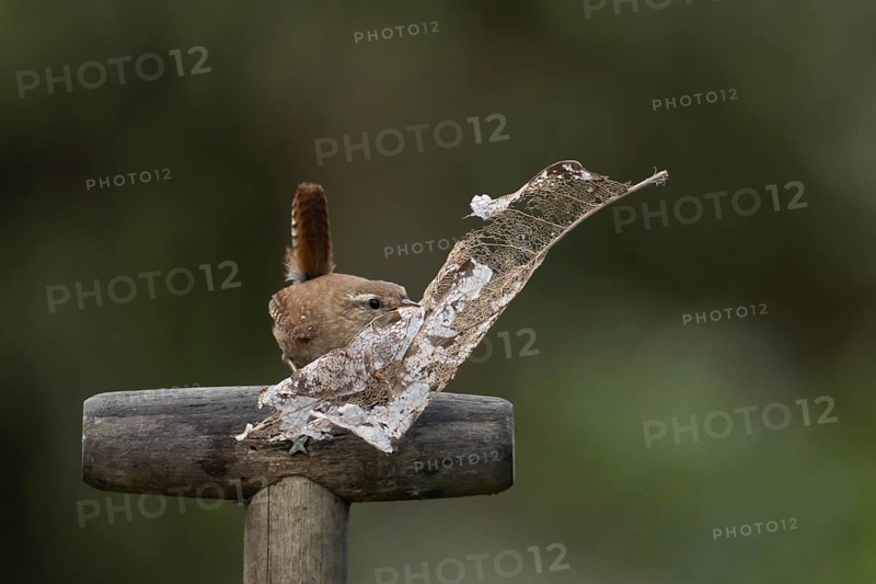 Eurasian wren (Troglodytes troglodytes) adult garden bird on a fork handle with nest material in its beak in spring, England, United Kingdom