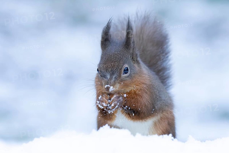 Red squirrel (Sciurus vulgaris) adult animal feeding on a nut in snow in winter, England, United Kingdom