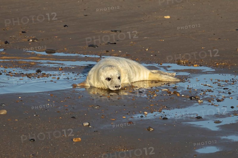 Atlantic grey seal (Halichoerus grypus) juvenile baby pup animal on a seaside beach in winter, England, United Kingdom