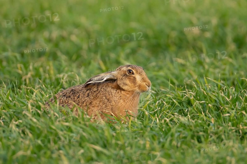 European brown hare (Lepus europaeus) adult animal in a farmland cereal field in springtime, England, United Kingdom