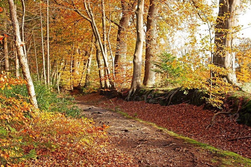 Autumn foliage, Stikelkamper Wald, Leer District, East Frisia, Lower Saxony, Germany