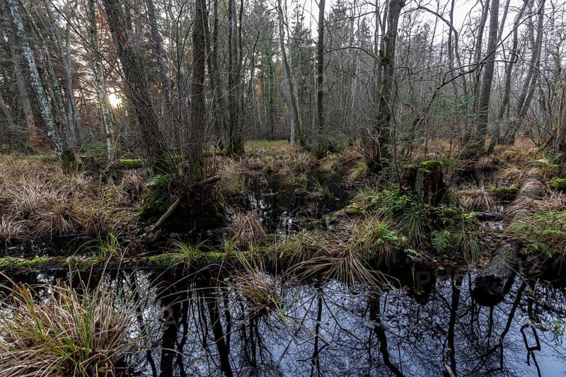 Moorland in the pristine Darßwald, Darß, Fischland-Darß-Zingst, Western Pomerania Lagoon Area National Park, Mecklenburg-Western Pomerania, Germany