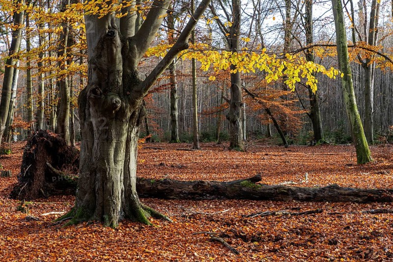 Autumn forest, autumn-colored trees, Darßwald, Darß, Fischland-Darß-Zingst, Western Pomerania Lagoon Area National Park, Mecklenburg-Western Pomerania, Germany