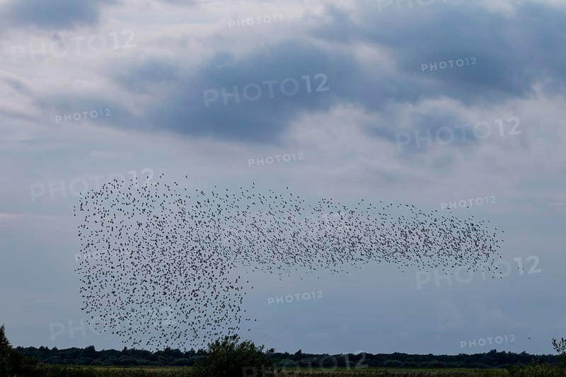 More and more starlings (Sturnus vulgaris) gather at the roost and begin to form formations, autumn migration, spring migration, bird migration, assembly point, flight formation, Germany