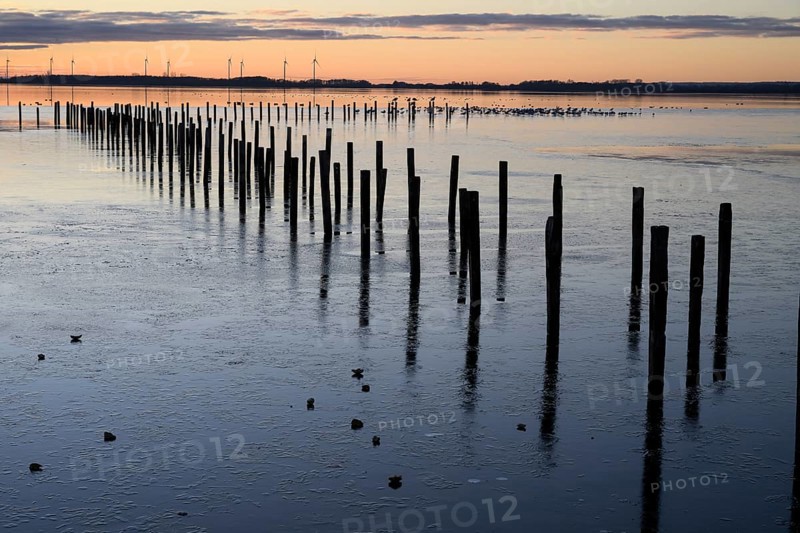 Row of posts over calm water at dusk, deep blue tones, wooden posts, boat dock posts run into the water at sunset, quiet atmosphere, Dümmer See, Lembruch, Lower Saxony, Germany