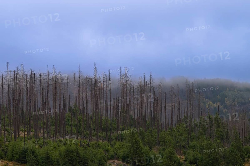Dead trees Mountain spruce forest deaths in the Harz Mountains, Braunlage, Harz, Lower Saxony, Germany