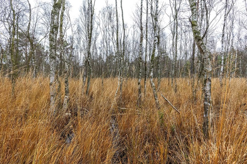 Moor landscape in the Osterwald forest with bog birch trees (Betula pubescens), Zingst, Fischland-Darß-Zingst, Western Pomerania Lagoon National Park, Mecklenburg-Western Pomerania, Germany